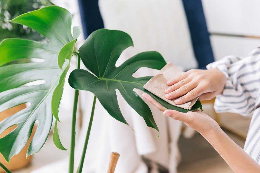 Nettoyage des feuilles d'un Monstera