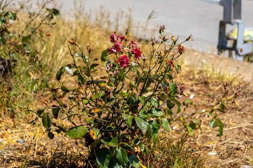 Rosier souffrant de la sécheresse