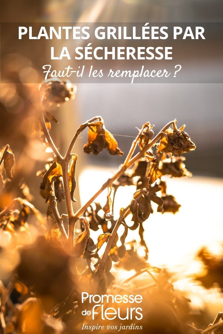 plante morte