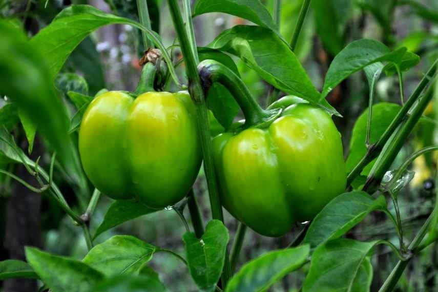 Poivrons : pas de fruits. Pourquoi ? 