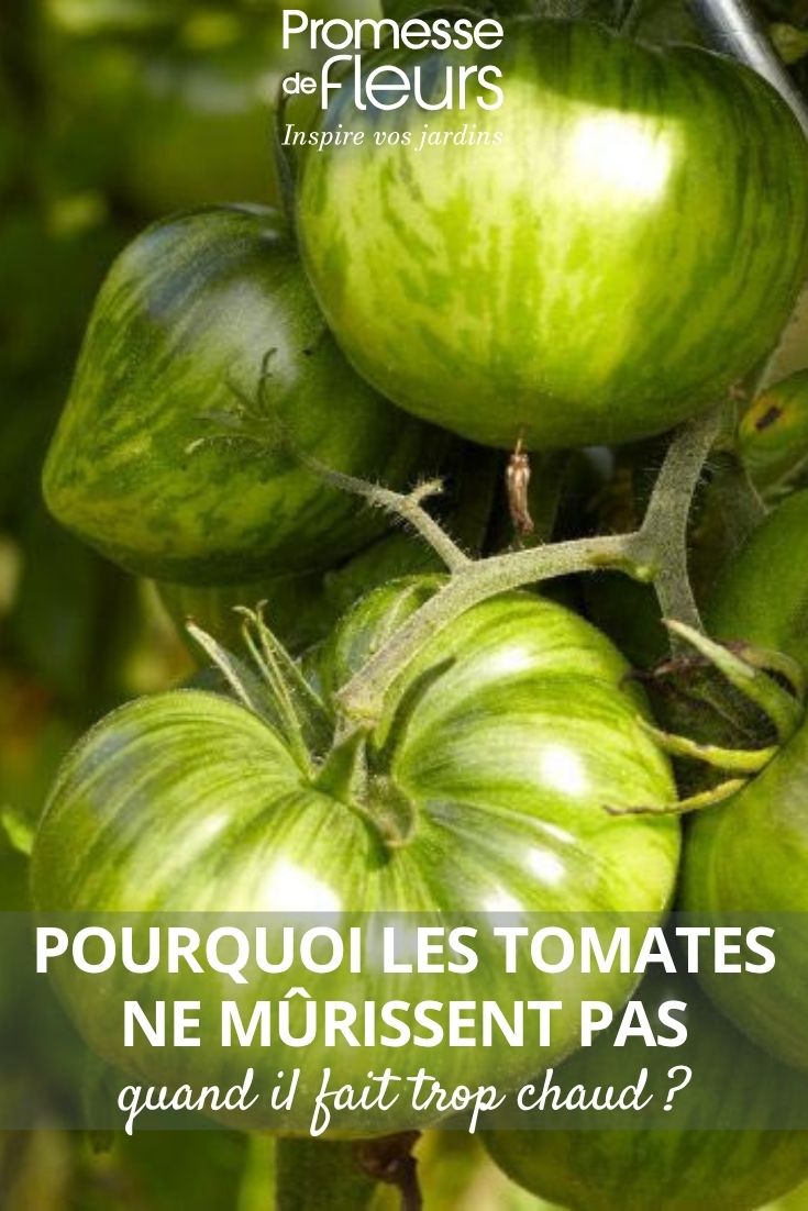 tomates vertes