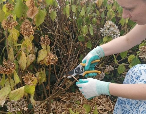 Comment tailler les parties desséchées d'une plante après un coup de chaud ?