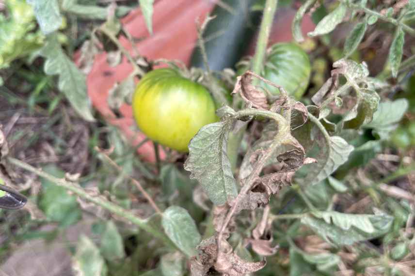 Tomates après la canicule