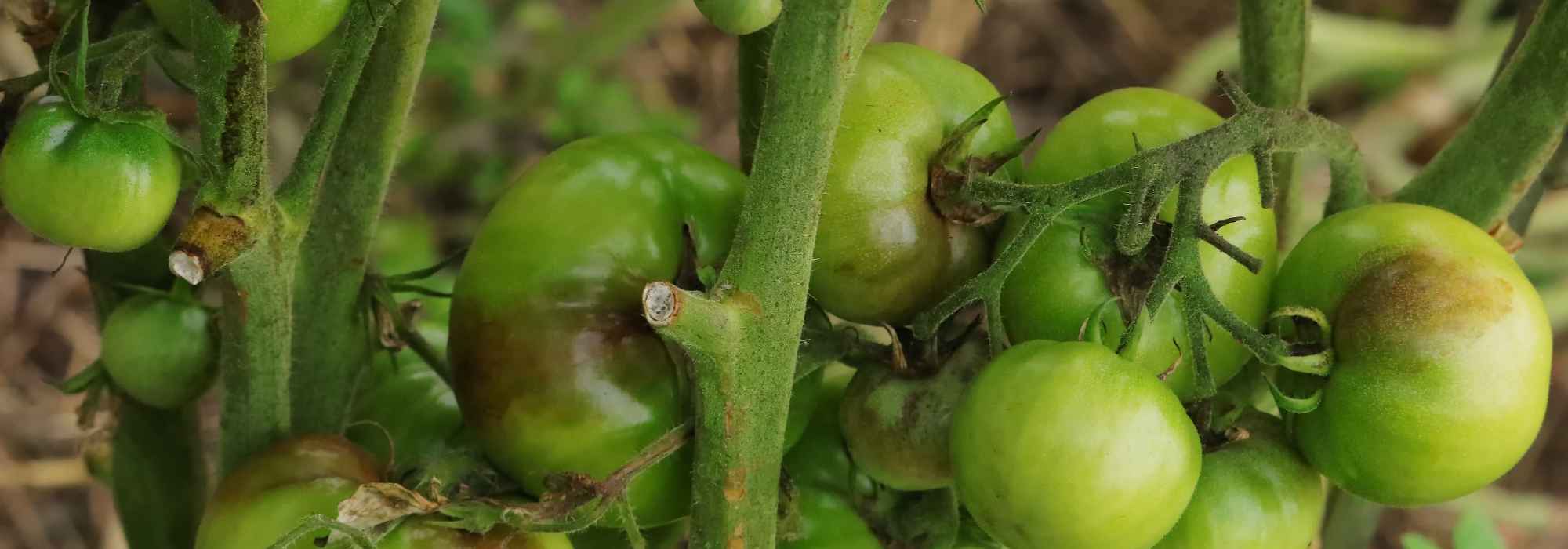 Pourquoi mes tomates ne mûrissent-elles plus après une forte chaleur ?