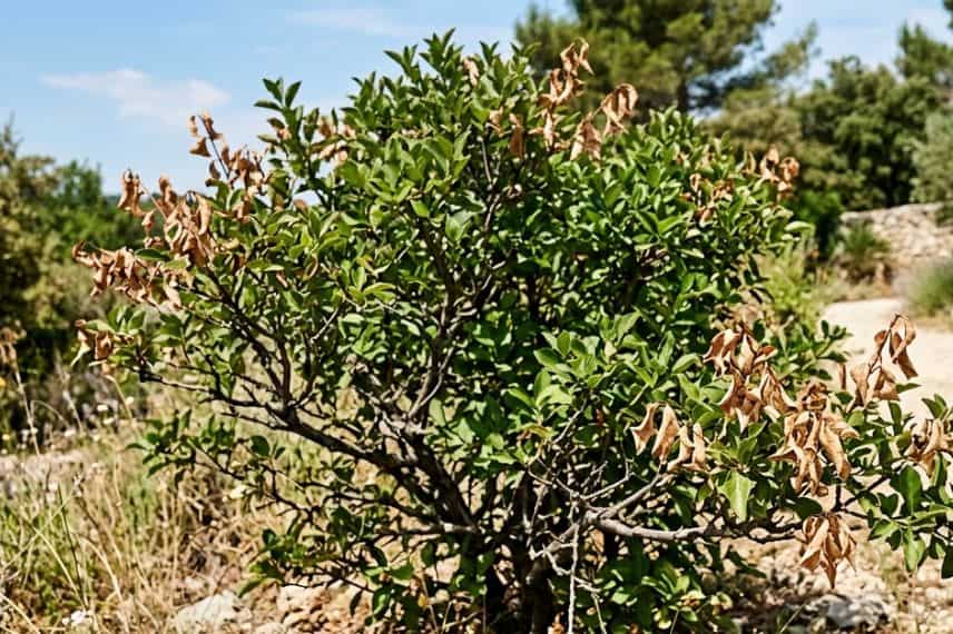 A shrub with some dry leaves in summer (AI-enhanced)