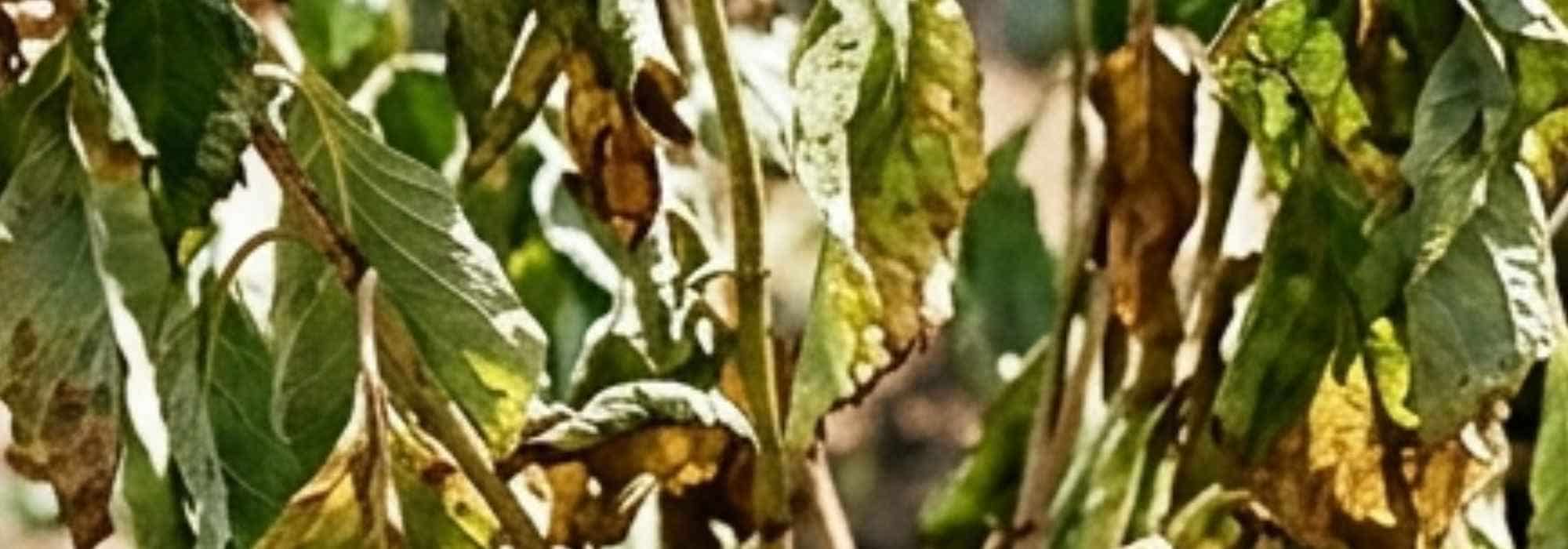 Comment aider les arbres et arbustes à repartir après un été sec ?