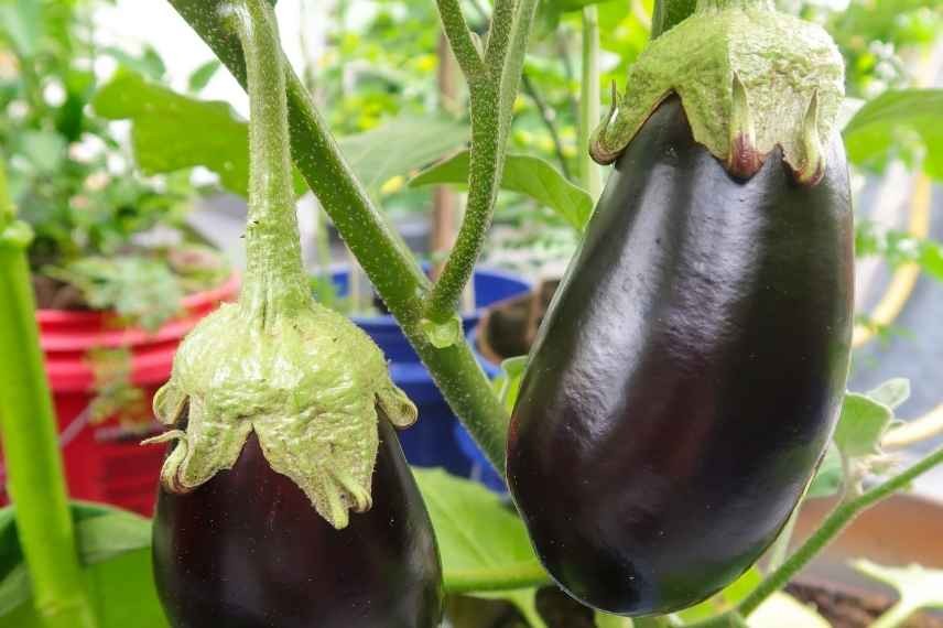 absence de fruits sur un plant d'aubergine