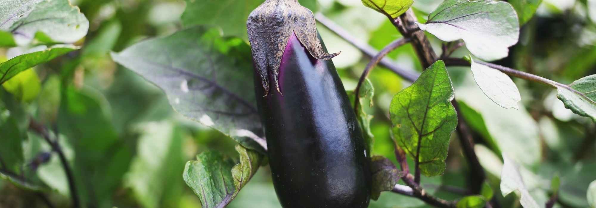 Pourquoi les plants d'aubergines ne donnent-ils pas de fruits ?