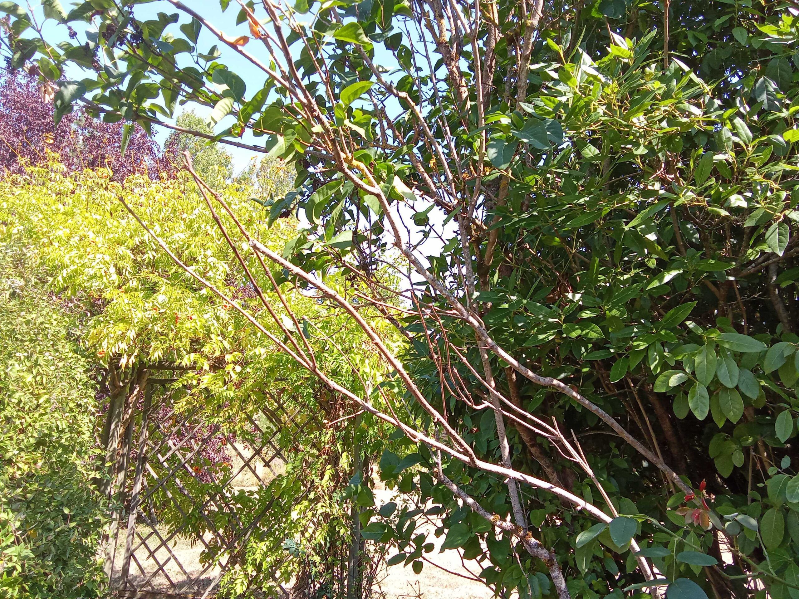 comment savoir si plante morte ou pas apres secheresse