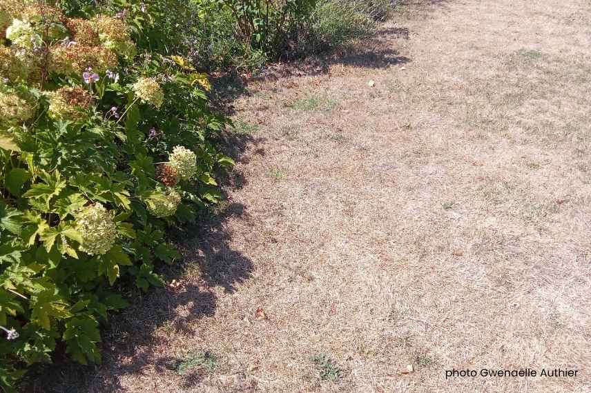 save lawn after heatwave