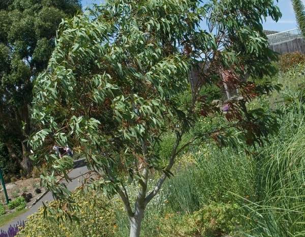 Planter un eucalyptus : où, quand et comment faire ?