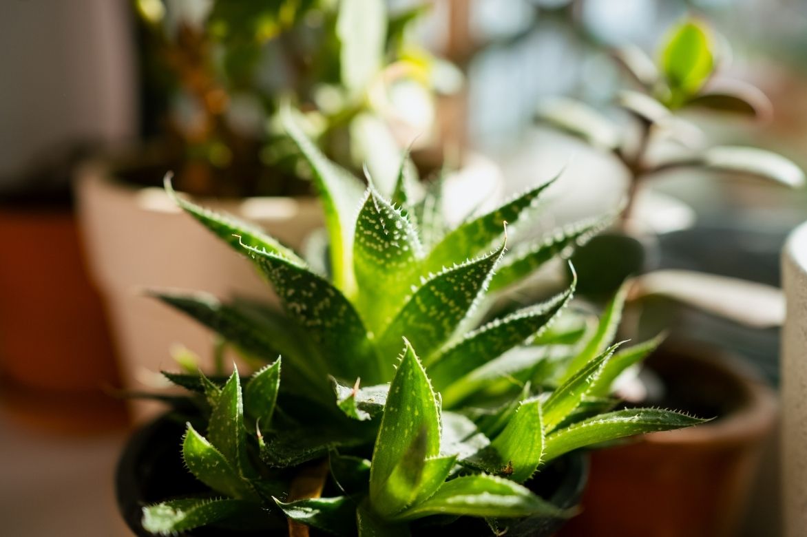luminosite pour haworthia