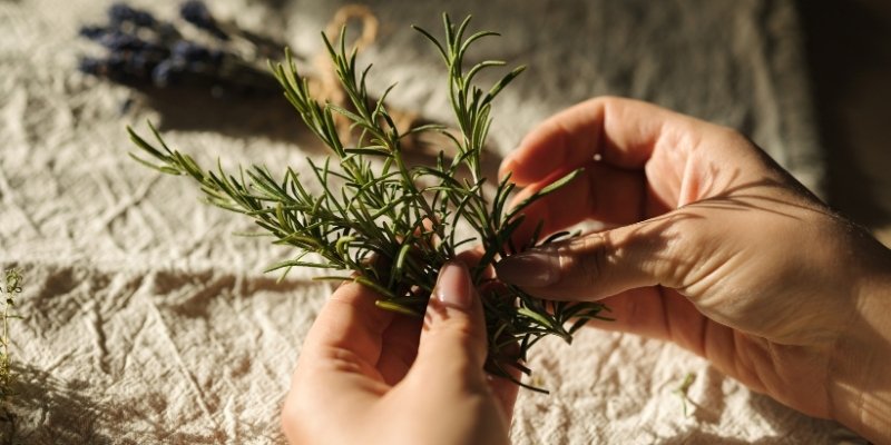 prepare rosemary for drying