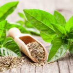 Comment faire sécher du basilic et conserver son parfum ?
