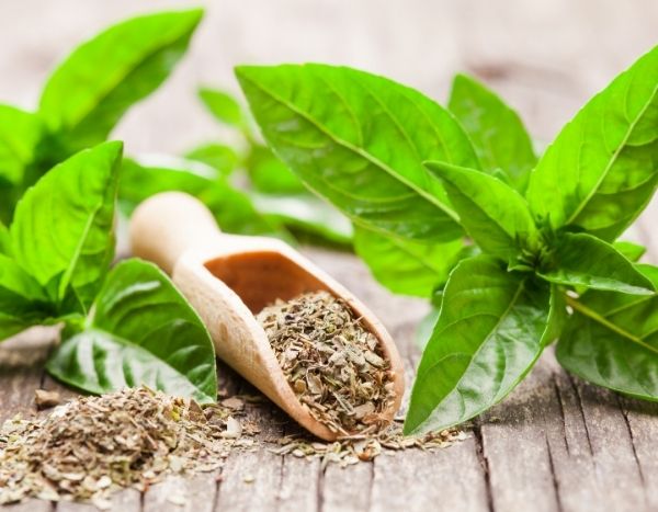 Comment faire sécher du basilic et conserver son parfum ?
