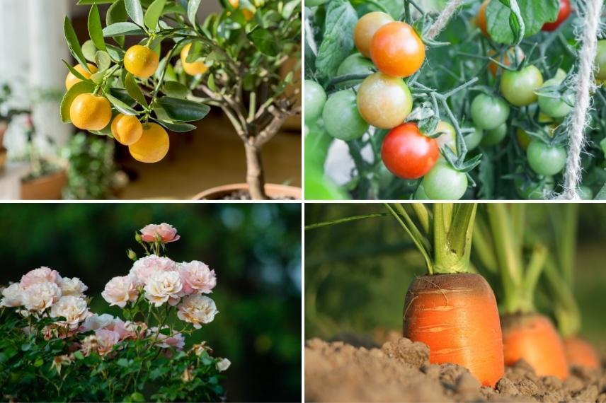 neem utilisation plantes vegetaux