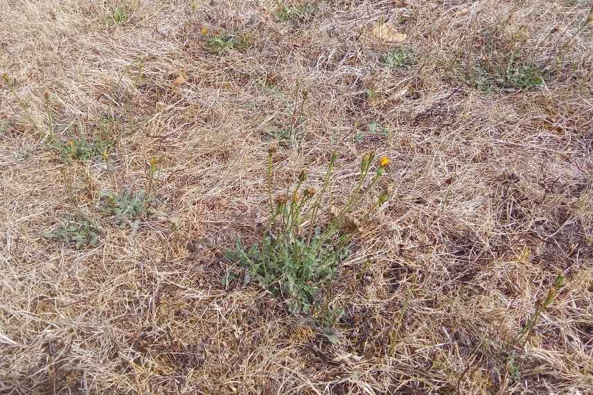 lutter contre mauvaises herbes ete gazon