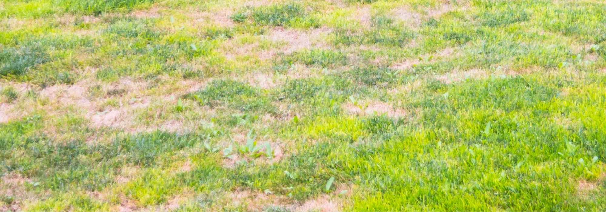 Que faire des mauvaises herbes qui envahissent une pelouse clairsemée ?