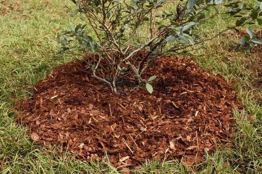 mulch at base of a shrub