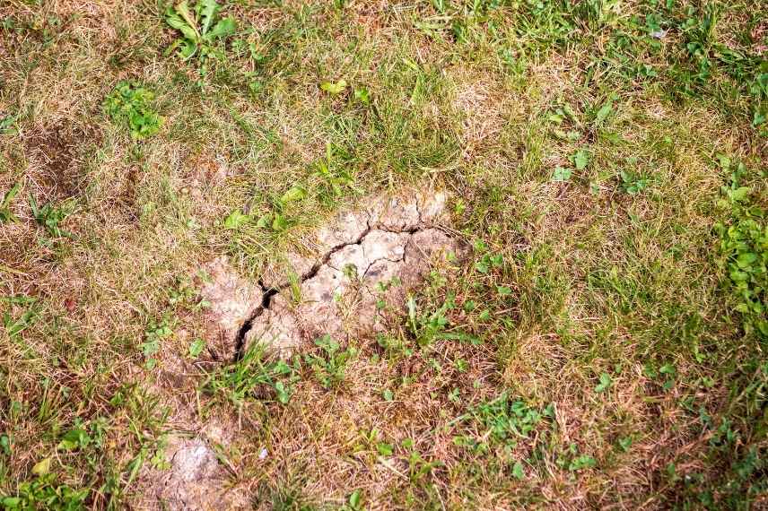 saving a lawn after heatwaves and drought