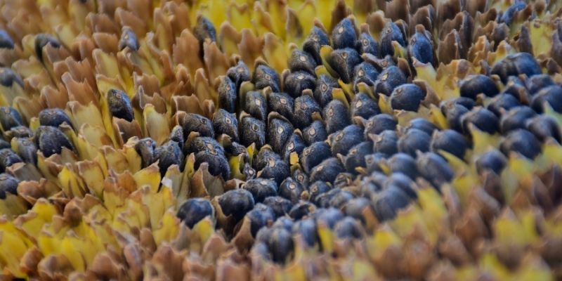 when to harvest sunflower seeds