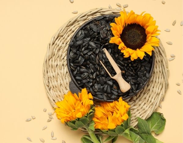 Comment récolter et conserver les graines de tournesol ?