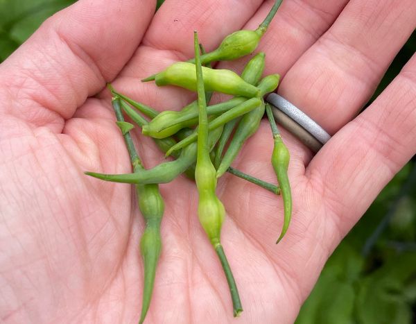 Comment récolter ses graines de radis du potager ?