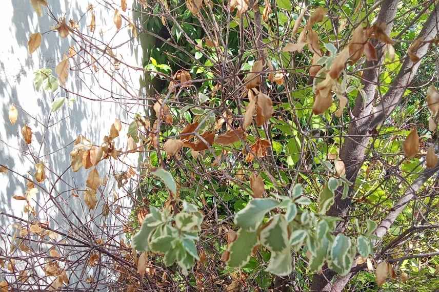 arbuste sec feuilles tombees tailler ou pas