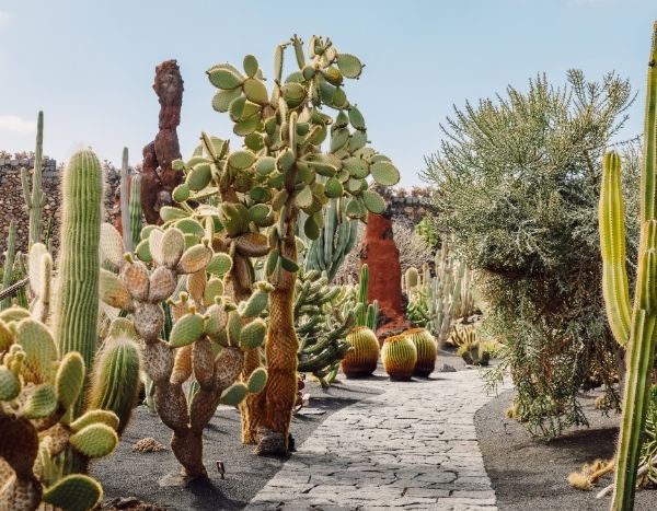 Le jardin "chaparral" : entre jardin californien et jardin de garrigue
