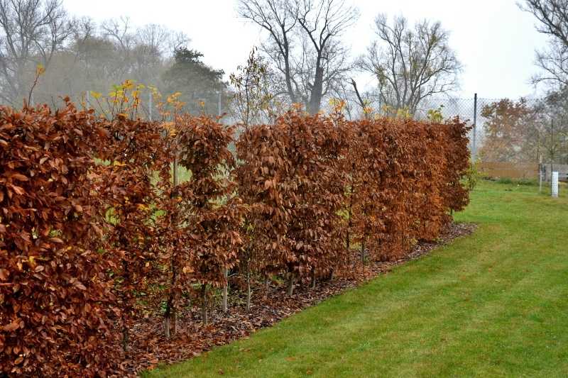 a narrow Carpinus betulus or hornbeam hedge
