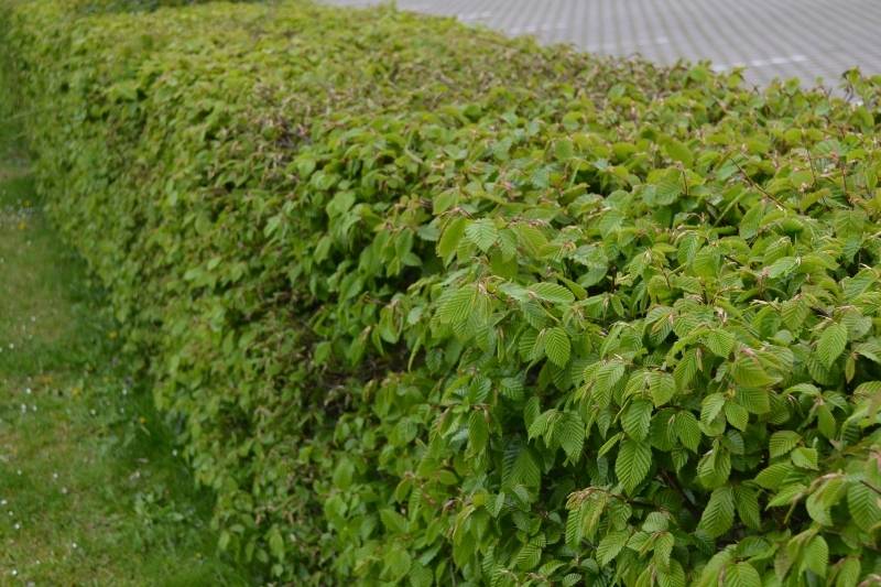 a wide Carpinus betulus hedge