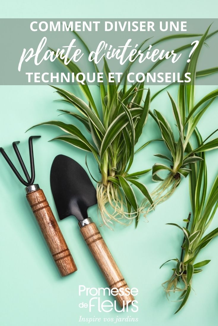 multiplication plante verte interieur