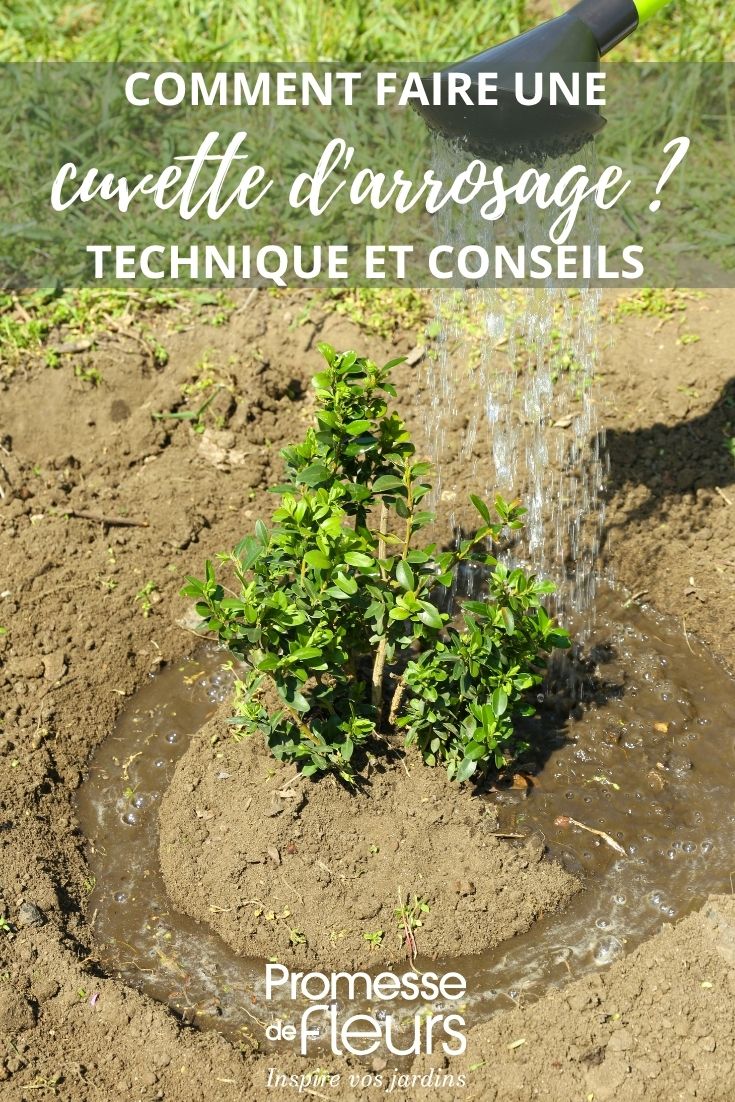 arrosge d'un arbuste