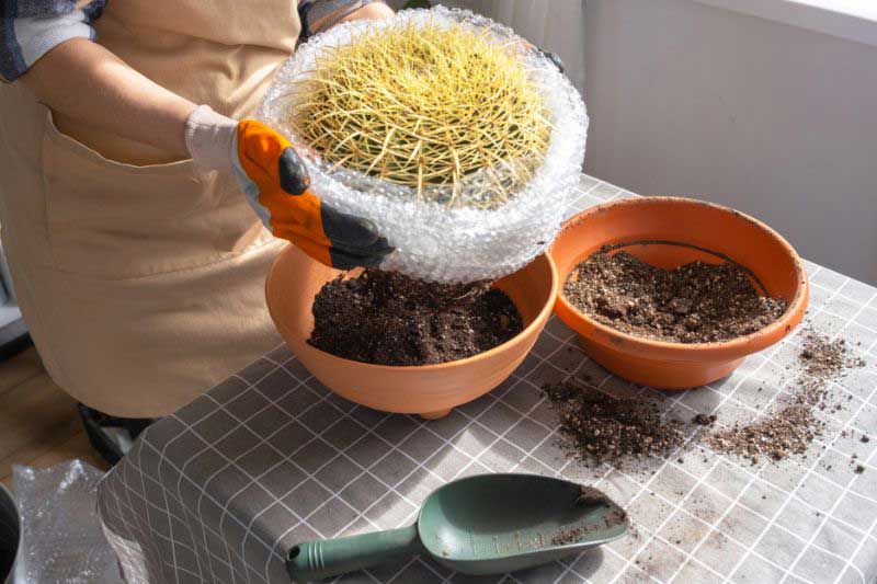 Le rempotage de l'Echinocactus