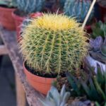 Comment rempoter un Echinocactus (Coussin de belle-mère) ?