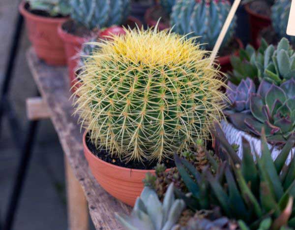 Comment rempoter un Echinocactus (Coussin de belle-mère) ?
