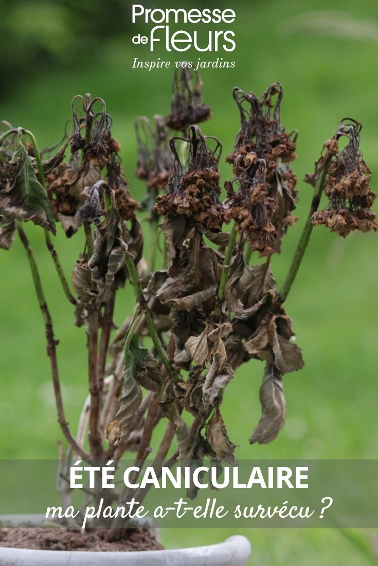 plante morte
