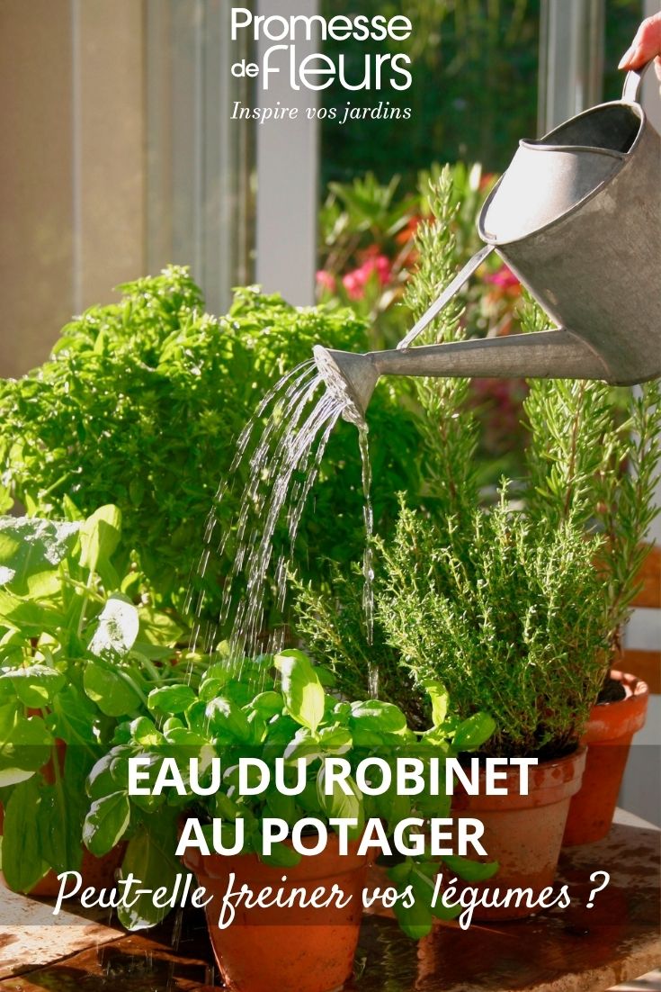arrosoir potager
