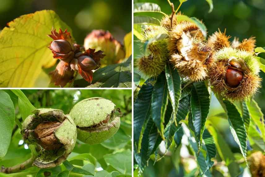 fruitiers à coque pour une récolte automnale