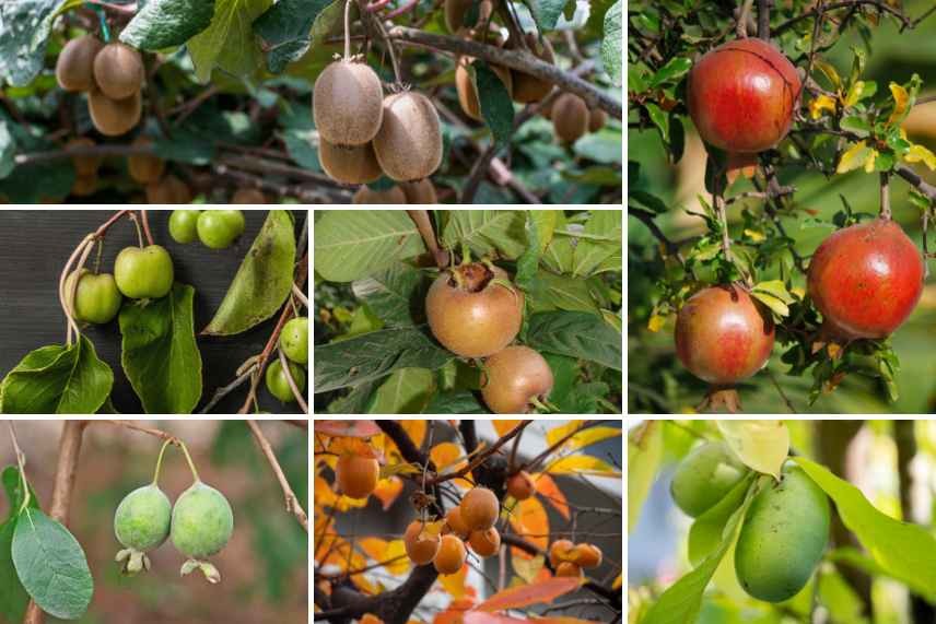 Fruitiers d'automne originaux