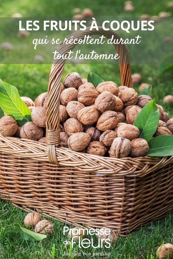 panier de noix