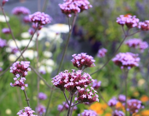 Comment tailler une verveine ?