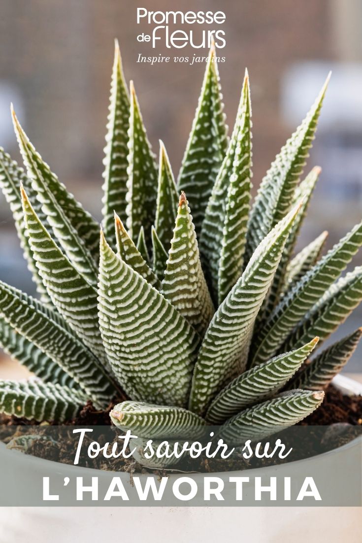 Haworthia dans un pot