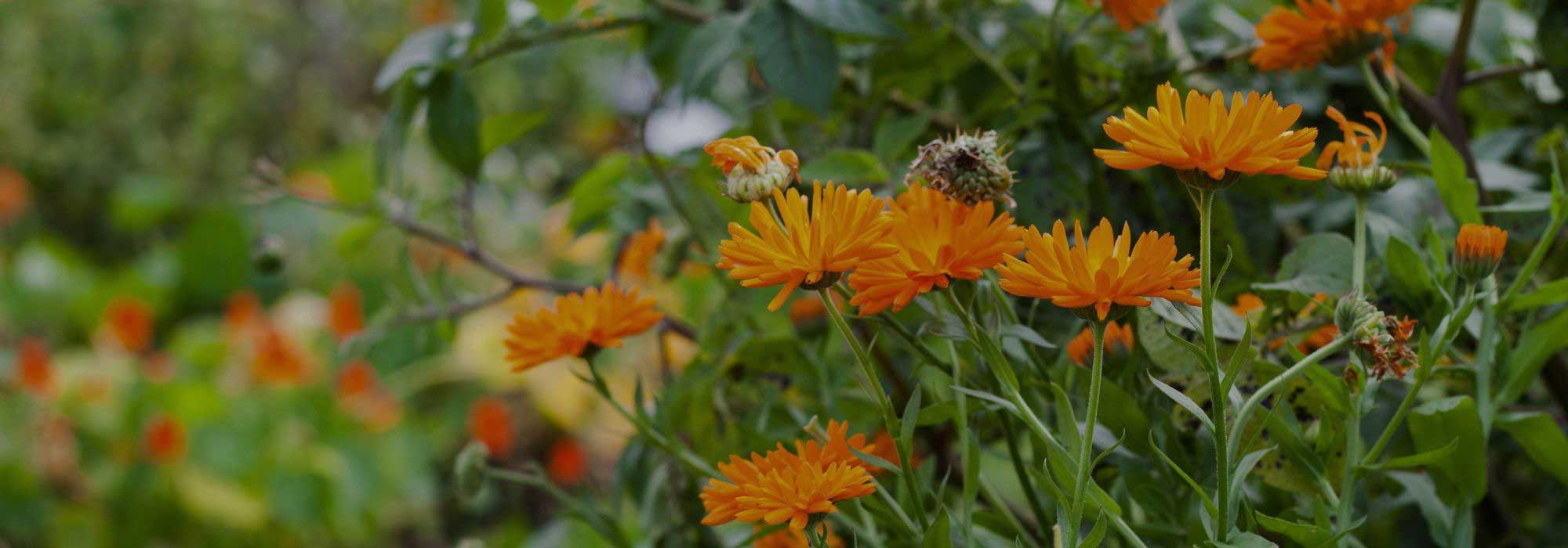 Pourquoi planter des soucis au potager ?