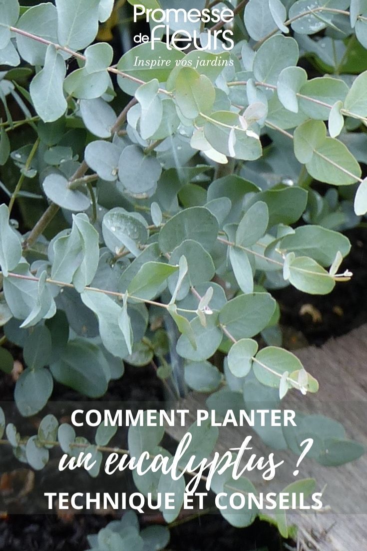 feuilles d'eucalyptus