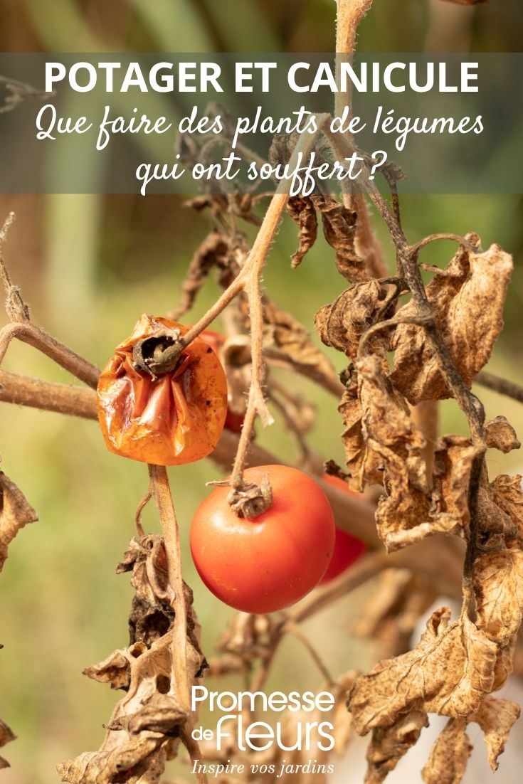 plant de tomate sec