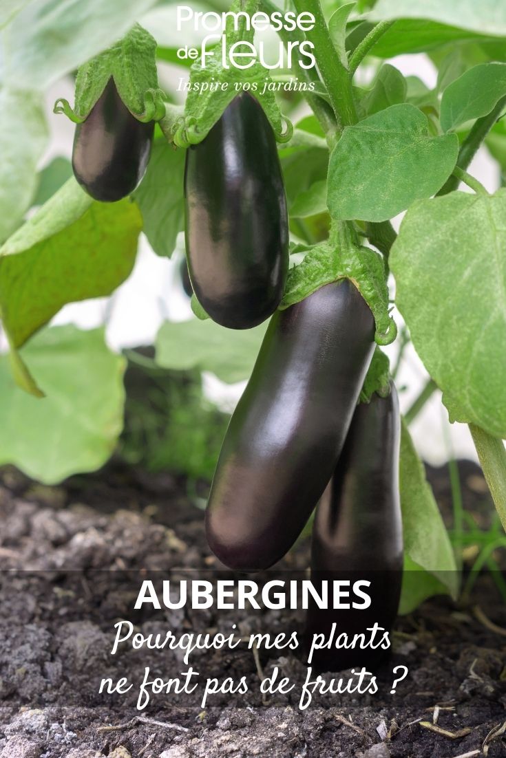 plant d'aubergine au jardin