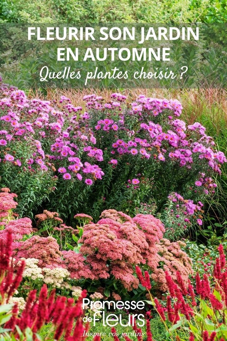 asters et plantes fleuries d'automne