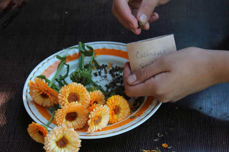 Récolte et conservation des graines de Calendula