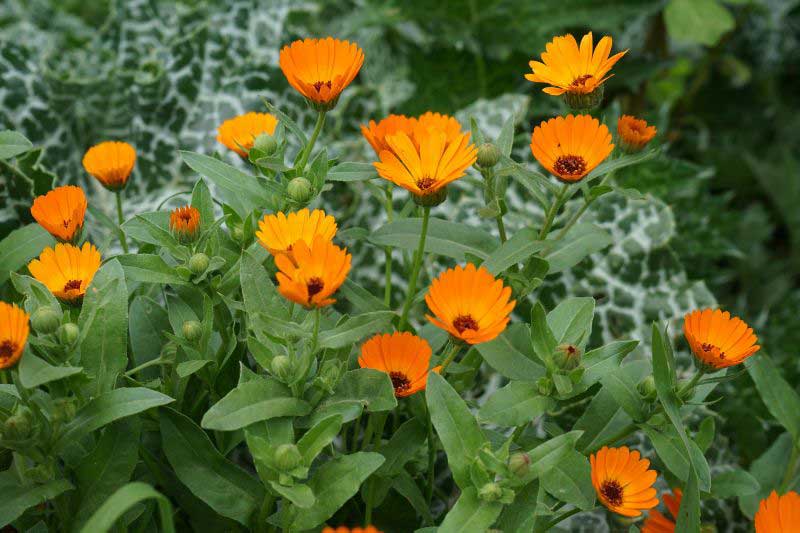 Fleurs de souci, Calendula officinalis